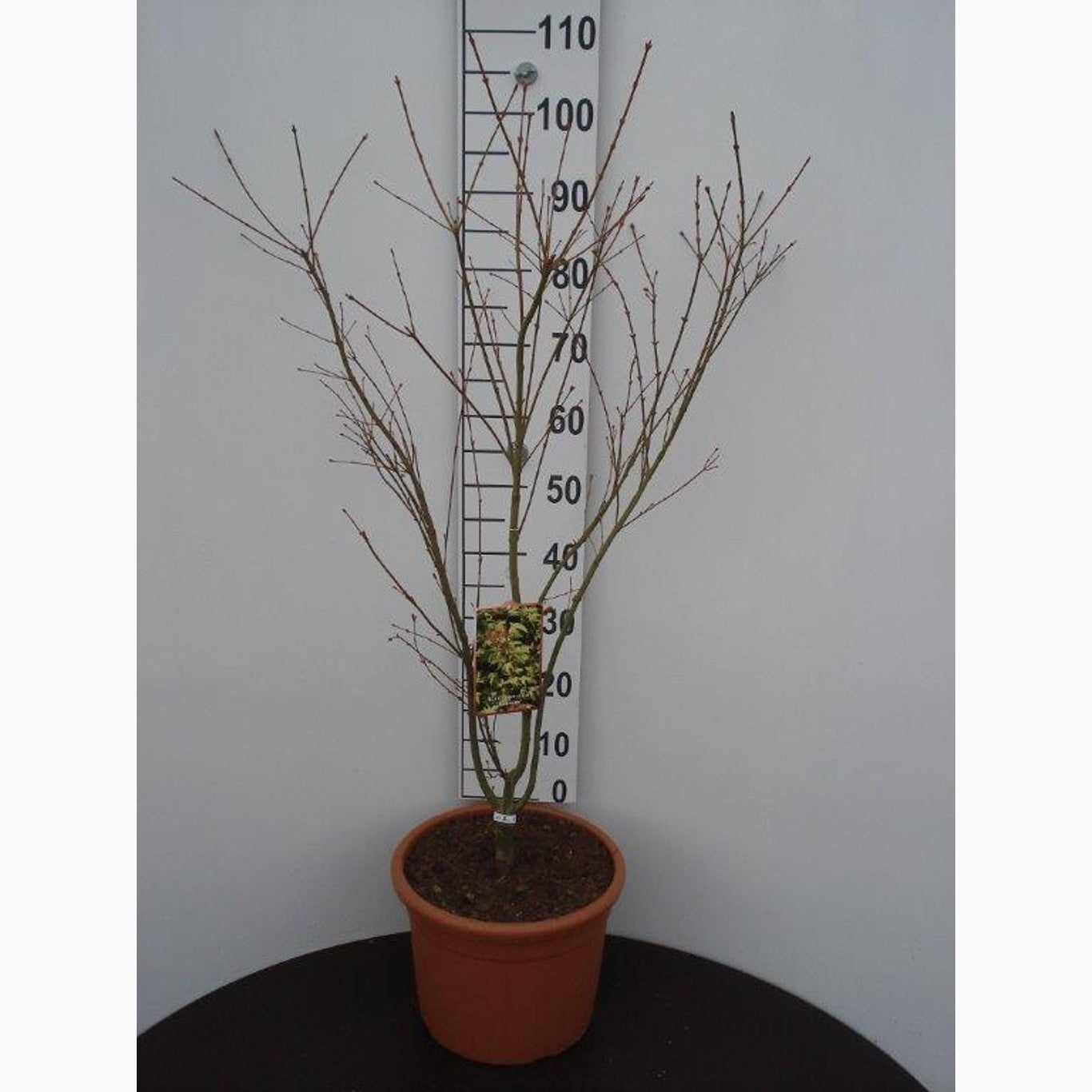 Japansk lönn – Acer pal. 'Katsura' - C20 100-125 CM